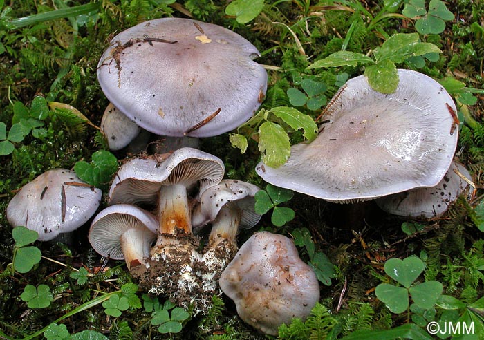 Cortinarius juranus