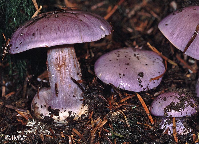 Cortinarius juranus