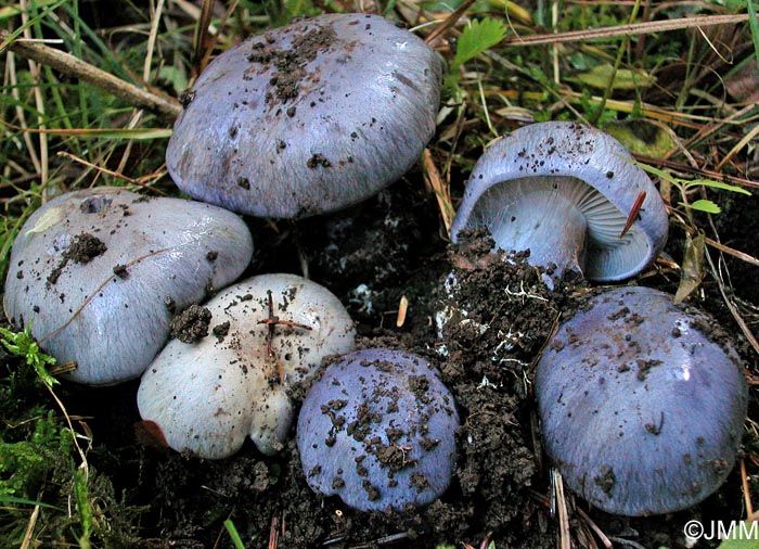 Cortinarius juranus