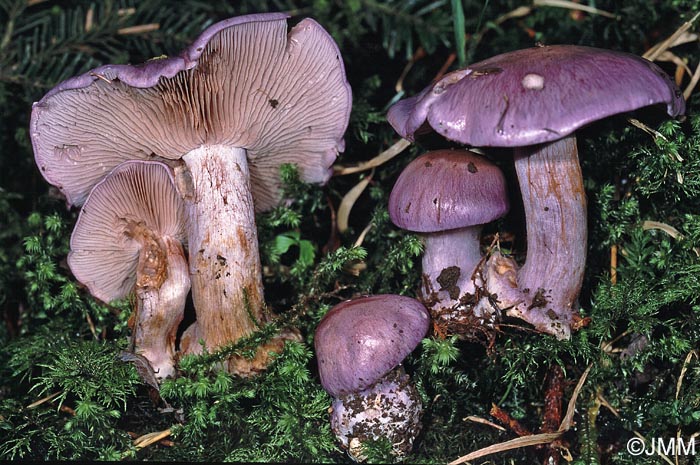 Cortinarius juranus