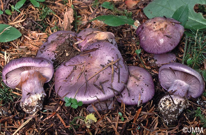 Cortinarius juranus