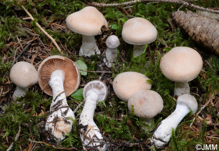 Cortinarius laniger