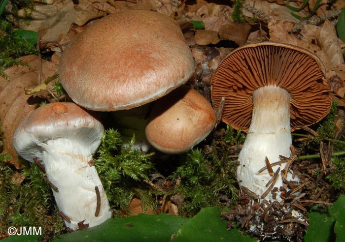 Cortinarius laniger