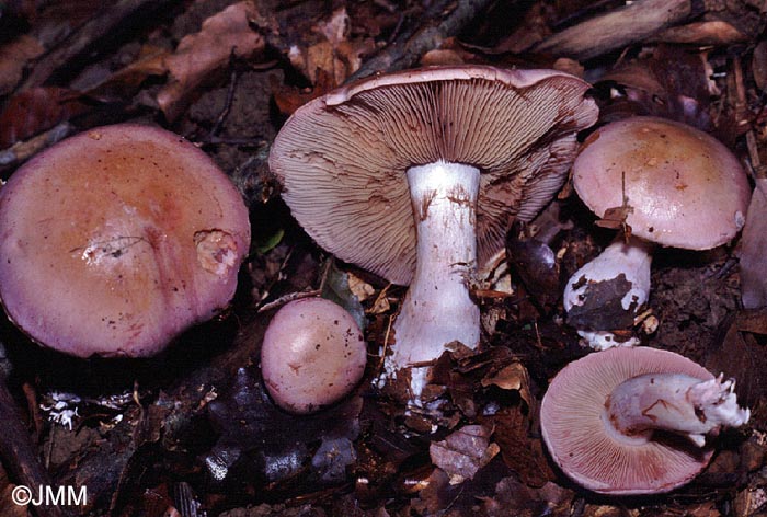 Cortinarius largus