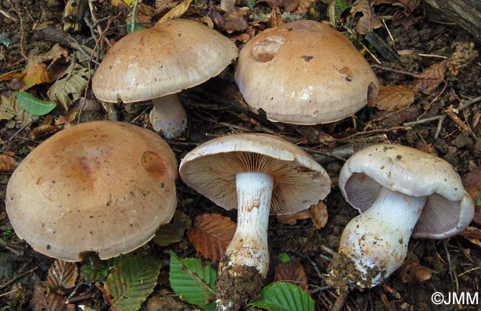 Cortinarius largus