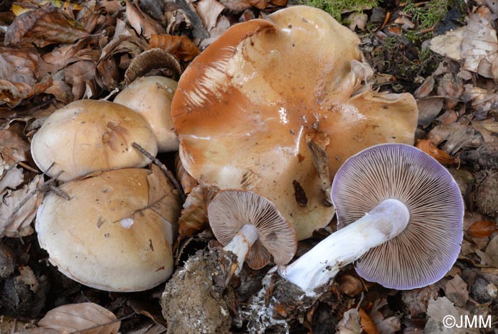 Cortinarius largus