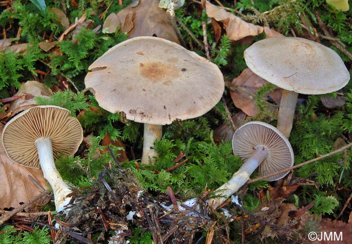 Cortinarius lebretonii