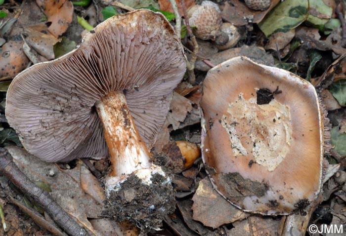 Cortinarius lepistoides