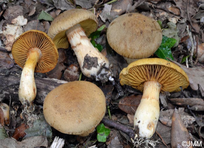 Cortinarius leproleptopus