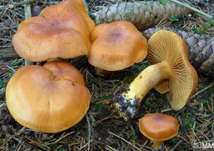 Cortinarius limonius