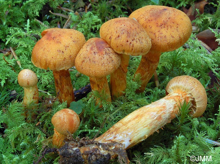 Cortinarius limonius