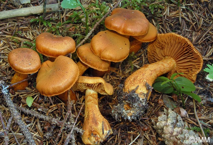 Cortinarius limonius