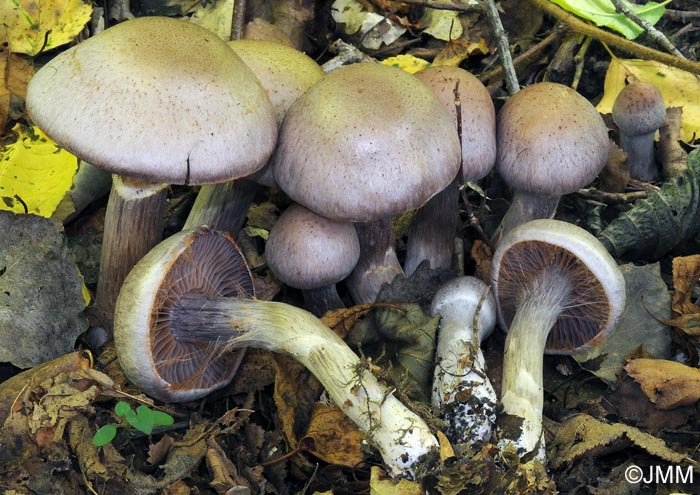 Cortinarius lucorum