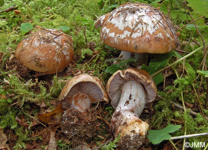 Cortinarius magicus