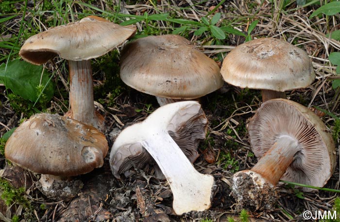 Cortinarius magicus