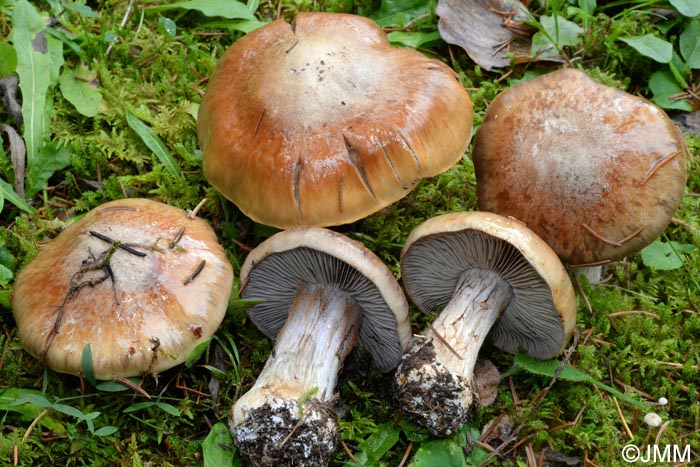 Cortinarius magicus