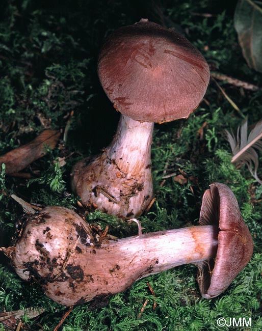 Cortinarius malachius