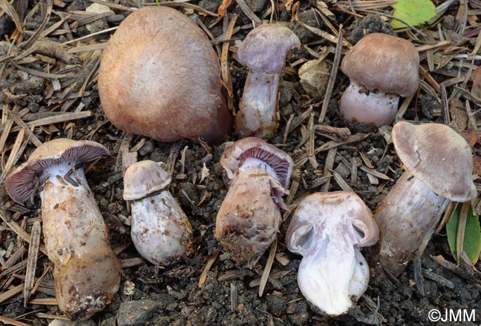 Cortinarius malachius