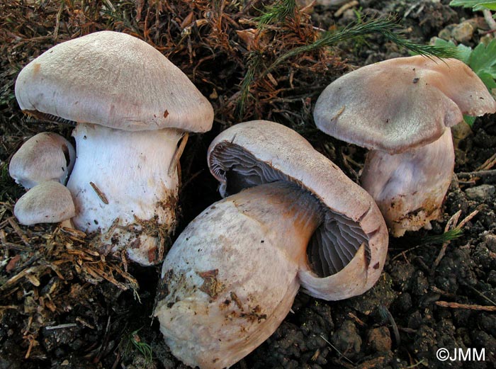 Cortinarius malachius