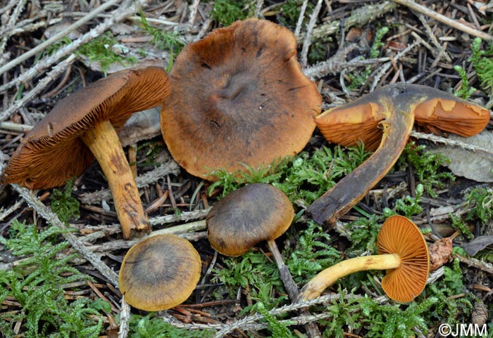 Cortinarius malicorius