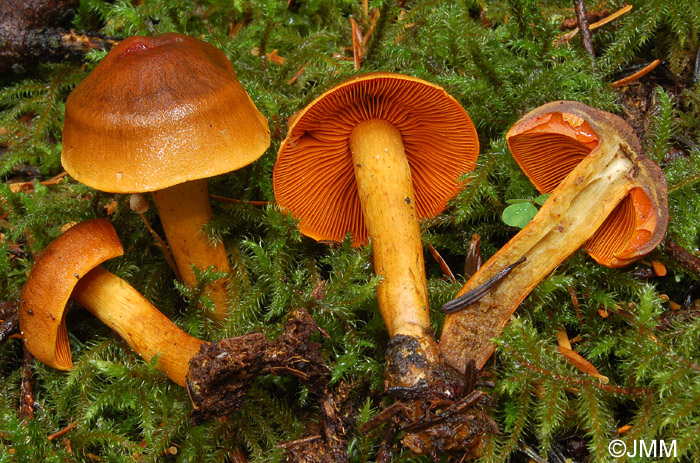 Cortinarius malicorius