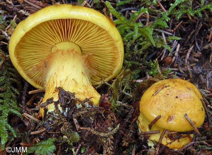 Cortinarius meinhardii