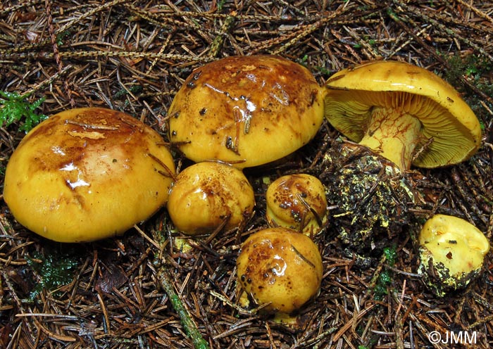 Cortinarius meinhardii