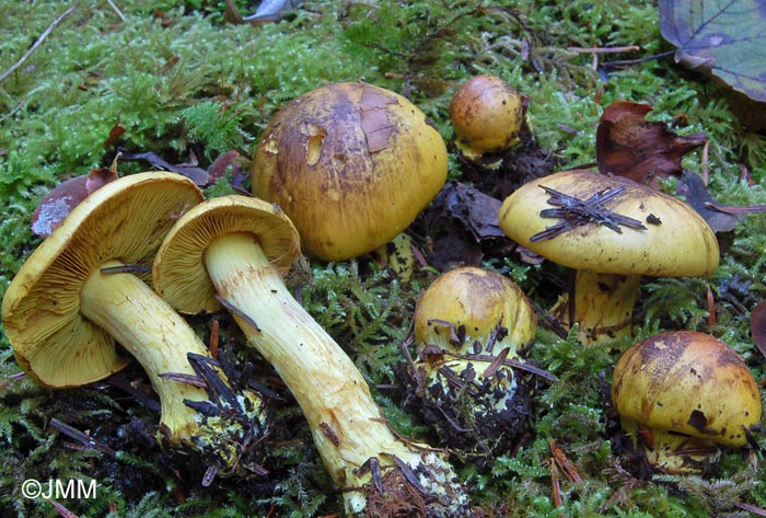 Cortinarius meinhardii