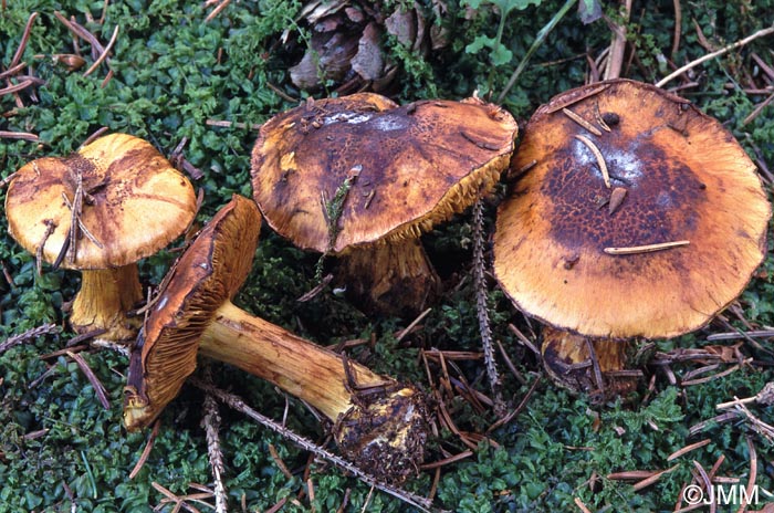 Cortinarius meinhardii