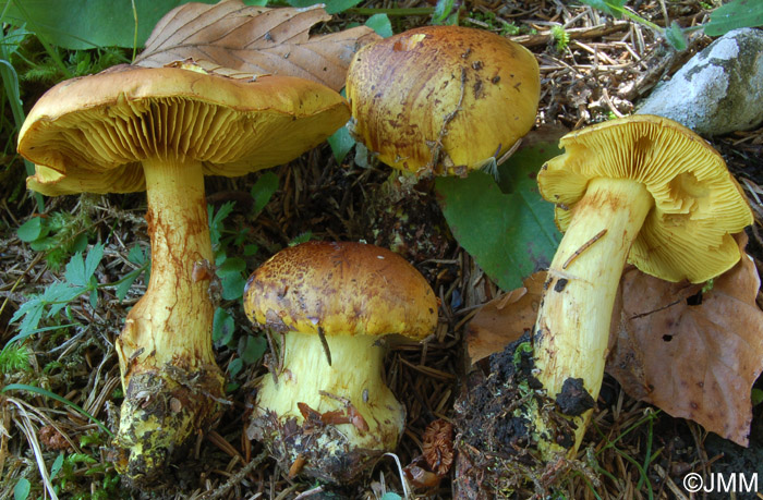 Cortinarius meinhardii