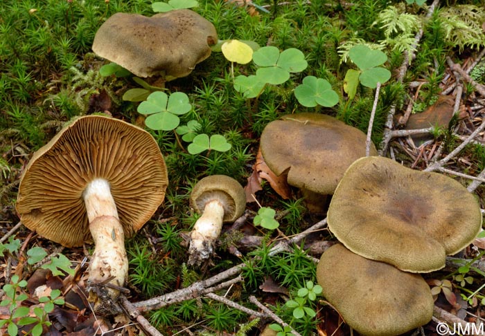 Cortinarius melanotus