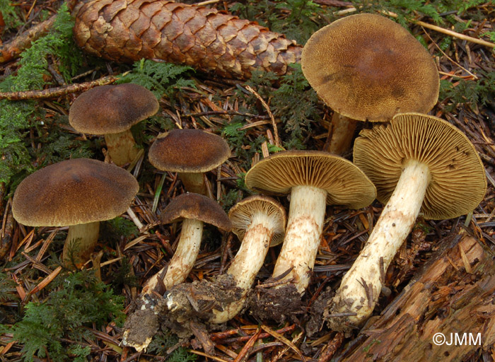 Cortinarius melanotus