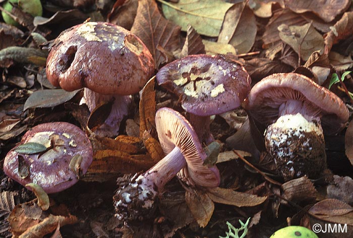 Cortinarius moenne-loccozii