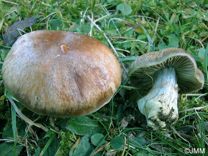 Cortinarius montanus var. montanus