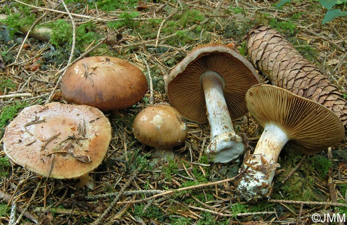 Cortinarius montanus var. montanus