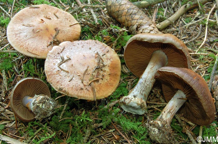 Cortinarius montanus var. montanus