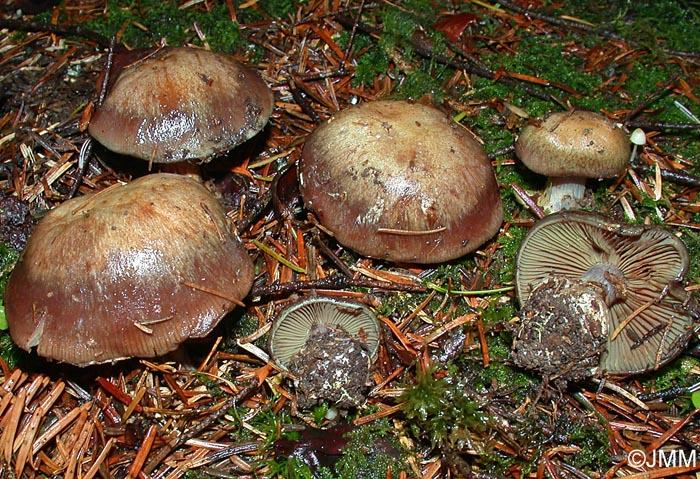 Cortinarius montanus var. montanus 