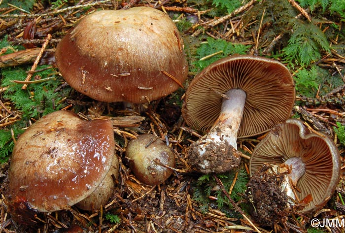 Cortinarius montanus var. montanus