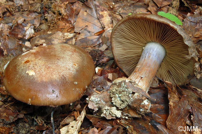 Cortinarius montanus var. fageticola