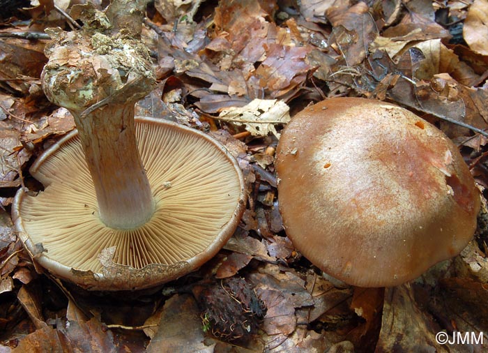 Cortinarius montanus var. fageticola