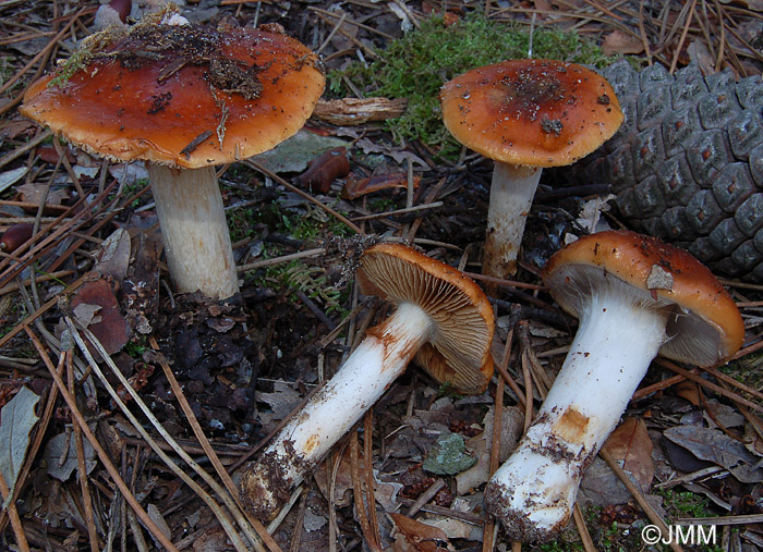 Cortinarius mucosus