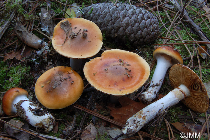 Cortinarius mucosus