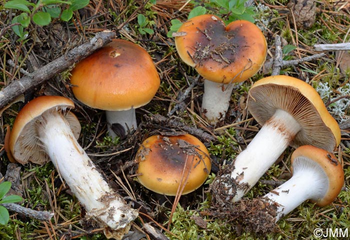 Cortinarius mucosus