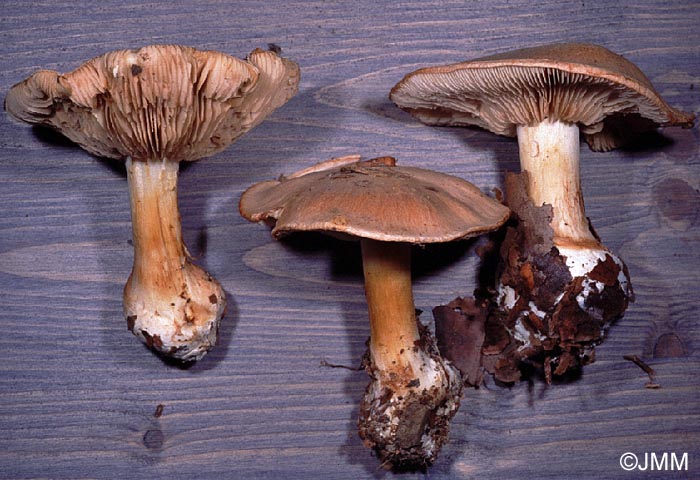 Cortinarius multiformis