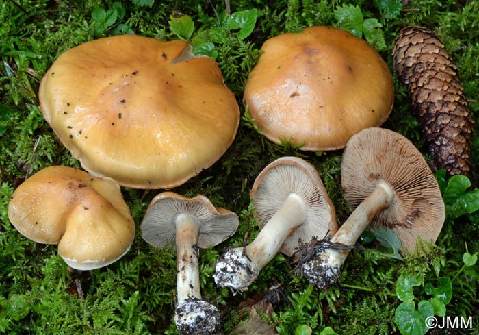 Cortinarius multiformis