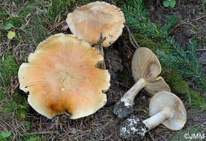 Cortinarius multiformis