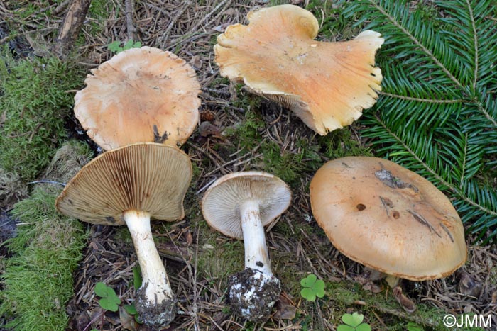 Cortinarius multiformis