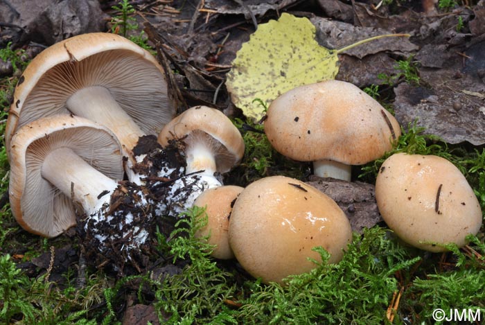 Cortinarius multiformis