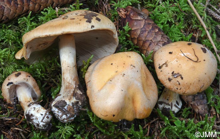 Cortinarius multiformis