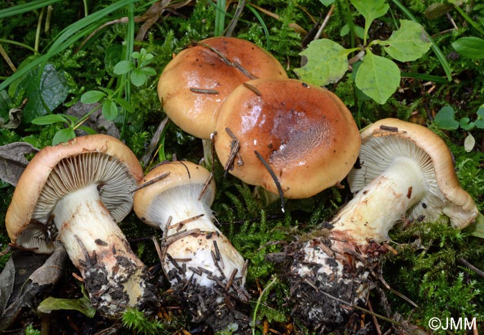 Cortinarius nanceiensis